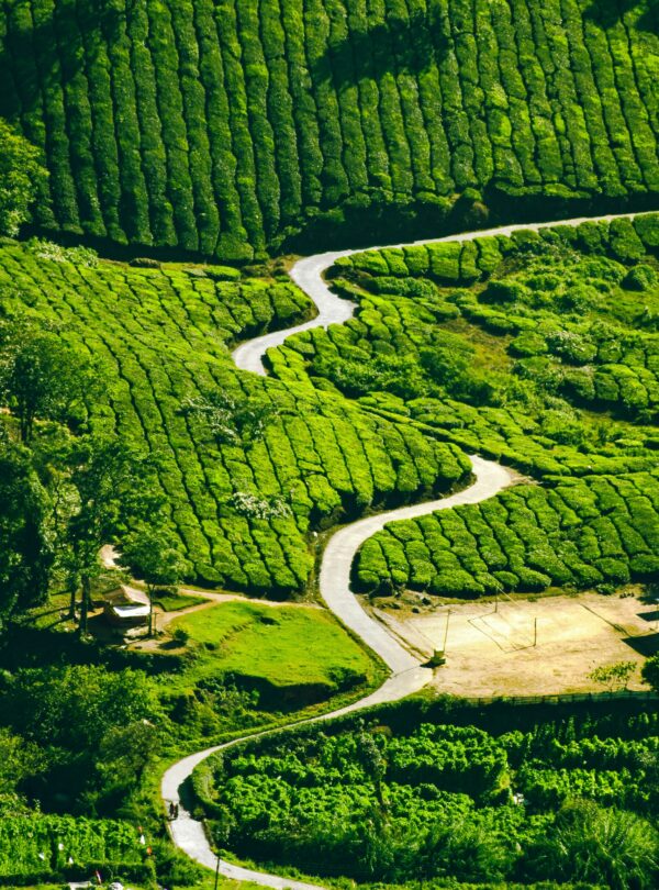 navi-vL0F-1-pruk-unsplash